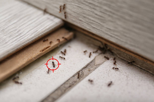 Best Best Pest Control Companies  in Goodwell, OK