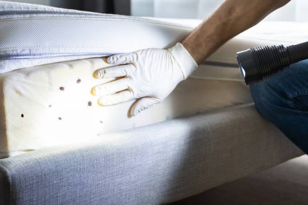 Best Ant Control Services  in Goodwell, OK