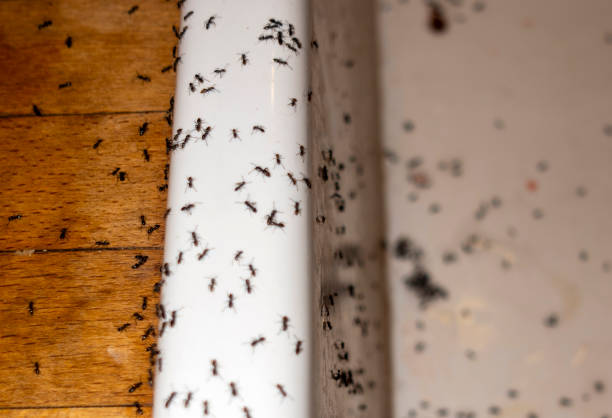 Reliable Goodwell, OK Pest Control Solutions