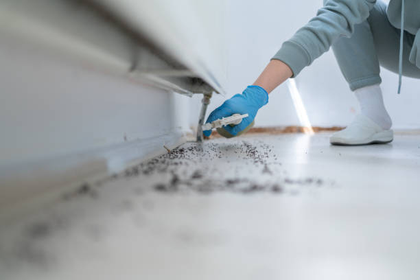 Best Wasp Removal Services  in Goodwell, OK